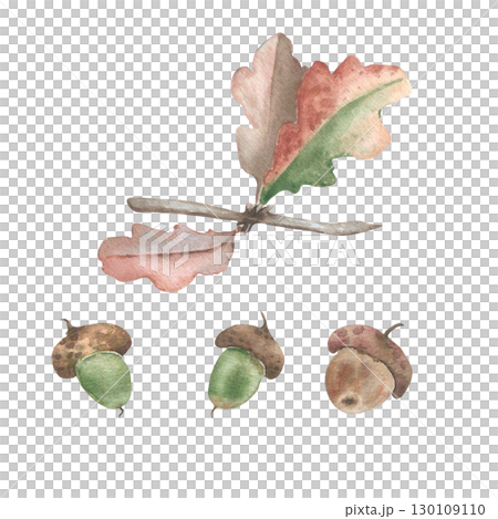 Oak branch watercolor drawing isolated. Botanical autumn set with acorns and leaves in warm autumn tones hand drawn. Rustic woodland illustration for seasonal stationery, fall design products. 130109110