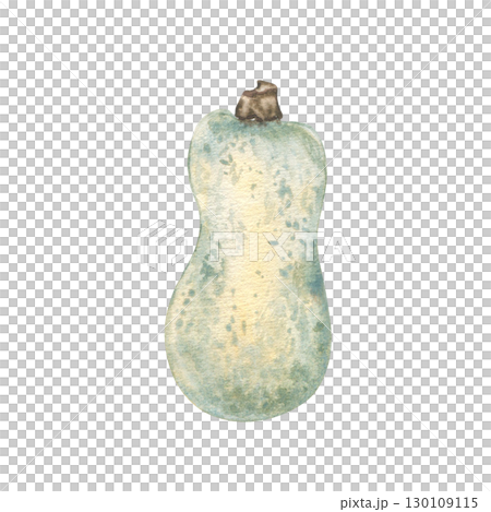Elongated squash watercolor illustration isolated on white. Realistic botanical sketch pumpkin hand painted in soft green tones. Autumn harvest vegetable for seasonal packaging, farm labels. Elongated squash watercolor illustration isolated on white. Realistic botanical sketch pumpkin hand painted in soft green tones. Autumn harvest vegetable for seasonal packaging, farm labels. 130109115