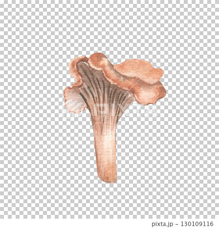Watercolor chanterelle illustration isolated on white. Soft pastel mushroom in muted earth tones hand painted. Rustic autumn botanical art for seasonal packaging, Thanksgiving menus, cozy fall decor. Watercolor chanterelle illustration isolated on white. Soft pastel mushroom in muted earth tones hand painted. Rustic autumn botanical art for seasonal packaging, Thanksgiving menus, cozy fall decor. 130109116