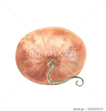 Watercolor orange pumpkin illustration isolated on white. Hand painted pumpkin with delicate texture. Soft pastel autumn sketches vegetable for seasonal decor, Thanksgiving designs, and harvest fest. Watercolor orange pumpkin illustration isolated on white. Hand painted pumpkin with delicate texture. Soft pastel autumn sketches vegetable for seasonal decor, Thanksgiving designs, and harvest fest. 130109117