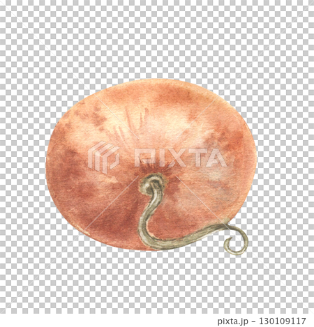 Watercolor orange pumpkin illustration isolated on white. Hand painted pumpkin with delicate texture. Soft pastel autumn sketches vegetable for seasonal decor, Thanksgiving designs, and harvest fest. Watercolor orange pumpkin illustration isolated on white. Hand painted pumpkin with delicate texture. Soft pastel autumn sketches vegetable for seasonal decor, Thanksgiving designs, and harvest fest. 130109117