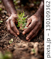 Hands carefully planting a small green plant in dark, rich soil. 130109362