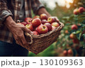 A person holding a wicker basket full of freshly picked red apples in an orchard. 130109363