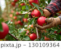 Closeup of hands wearing gloves are picking red apples from a tree branch. 130109364