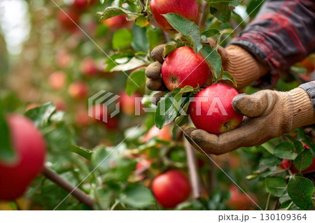 Closeup of hands wearing gloves are picking red apples from a tree branch. 130109364