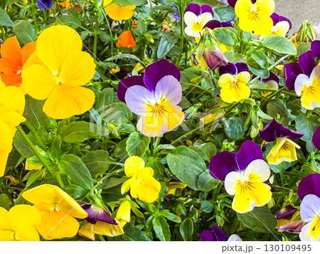 Violet pansy flowers in bloom on a sunny day. Beauty, growth, and natural inspiration in outdoor garden environment. 130109495