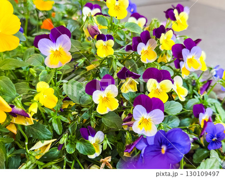 Yellow and purple pansies growing together in bright sunlight. Vibrant colors, harmony, and cheerful energy in natural floral composition. 130109497