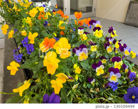 Yellow and purple pansies growing together in bright sunlight. Vibrant colors, harmony, and cheerful energy in natural floral composition. 130109499
