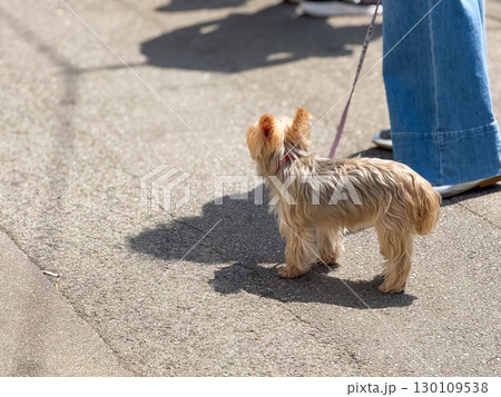 A small dog standing on the street with a leash. Symbol of companionship, everyday routine and urban lifestyle. 130109538