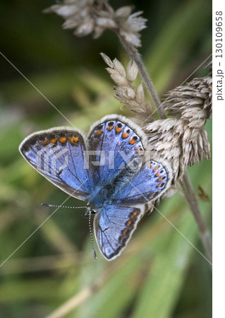 Common Blue butterfly perched on plant in chalk grasslands Common Blue butterfly perched on plant in chalk grasslands 130109658