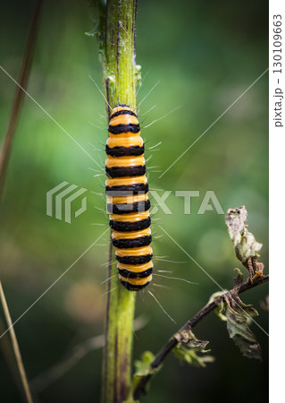 Cinnabar moth clinging to thick stem in chalk grasslands 130109663
