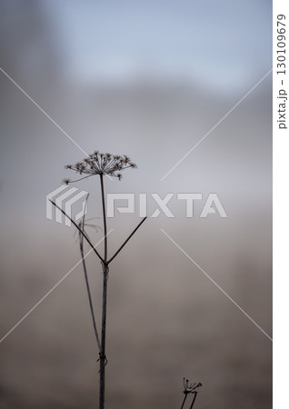 Solitary Dried Wildflower in a Misty Morning Silence 130109679