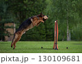 Agile German Shepherd Jumping with a Dumbbell 130109681