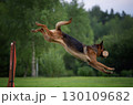 Agile German Shepherd Jumping with a Dumbbell 130109682