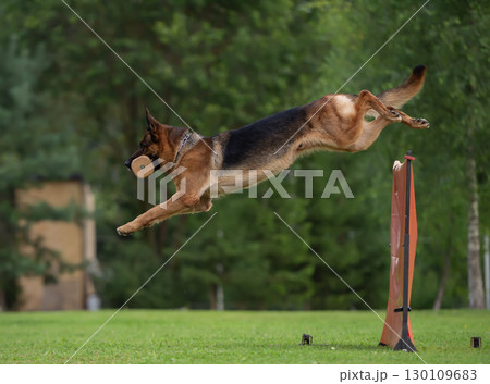 A show-line German Shepherd is jumping over a barrier with a dumbbell in its mouth 130109683
