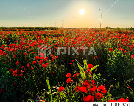 Blooming poppy field under golden evening light. Nature, beauty, and the symbolism of peace and remembrance in wild landscapes. 130109751