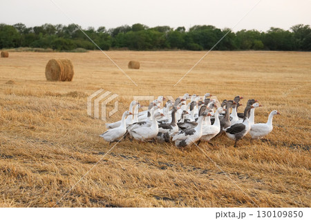 A flock of geese run across a mown wheat field at sunset. Dry rolls of straw lie on the field. 130109850