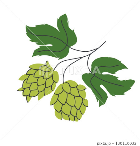 Green hop cones with leaves on stem isolated on white background used in brewing and beer production botanical illustration Green hop cones with leaves on stem isolated on white background used in brewing and beer production botanical illustration 130110032