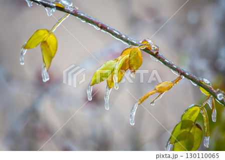 Icicles on icy branches and green leaves of trees 130110065