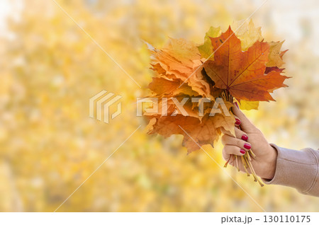 yellow leaves bouquet in the hand of a girl against the background of autumn yellow leaves bouquet in the hand of a girl against the background of autumn 130110175