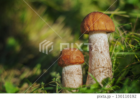 forest mushrooms on the lawn in green grass, selective focus, place for text forest mushrooms on the lawn in green grass, selective focus, place for text 130110192