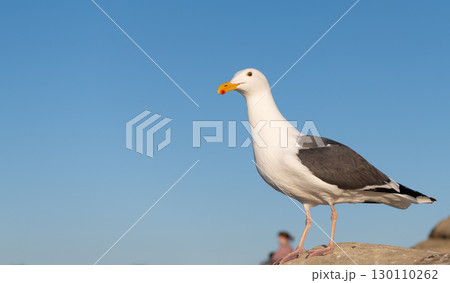 Seagull bird with white head and dark grey wings plumage standing on rock sky background, copy space Seagull bird with white head and dark grey wings plumage standing on rock sky background, copy space 130110262