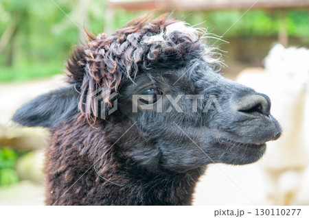 Muzzle of black lama glama lamoid animal outdoors 130110277