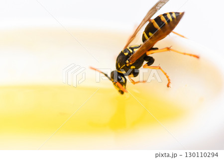 Natural sweetener. Honey producing. Natural honey and bee close up. Bee or wasp on cup of honey white background. Sweet natural nectar. Healthy food and lifestyle concept. Natural and organic product 130110294