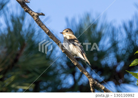 木の枝にとまるエゾビタキ 130110992