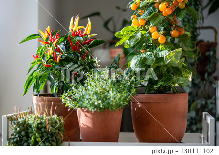 Homegrown of cherry yellow tomato, red hot pepper chili in clay pot growing at home, closeup 130111102