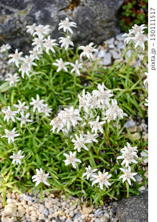ウスユキソウ Japanese edelweiss ウスユキソウ Japanese edelweiss 130111517