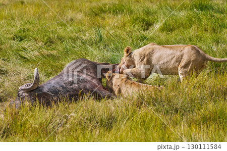 群れで獲物を食べるライオンの姿 130111584