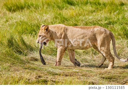 バッファローの尻尾をくわえるライオン 130111585