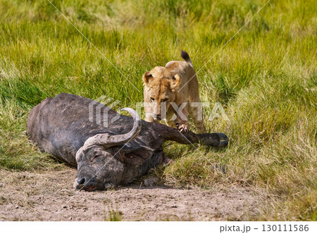 バッファローの獲物を押さえるライオン 130111586