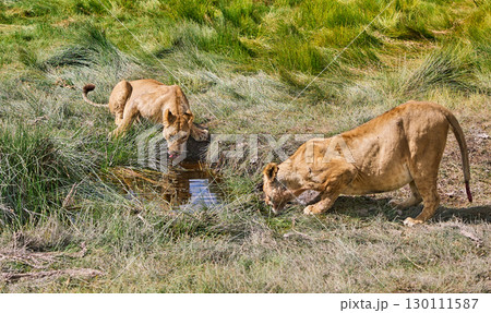 アンボセリの小川で水を飲むライオンたち 130111587