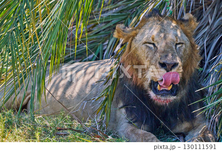 木陰で休む舌を出したオスライオン 130111591