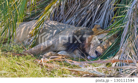 木陰で横たわるオスライオン 130111594
