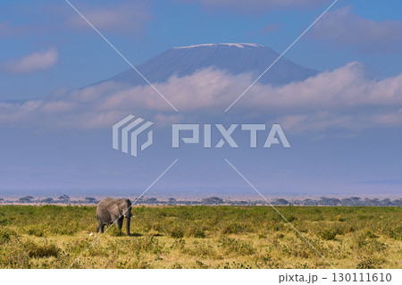 キリマンジャロ山を背景に草原に立つアフリカゾウ 130111610