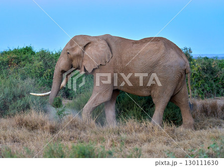サバンナを歩くアフリカゾウの横姿 130111630