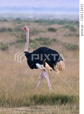 力強く歩くダチョウの雄（アフリカの大地） 130111631