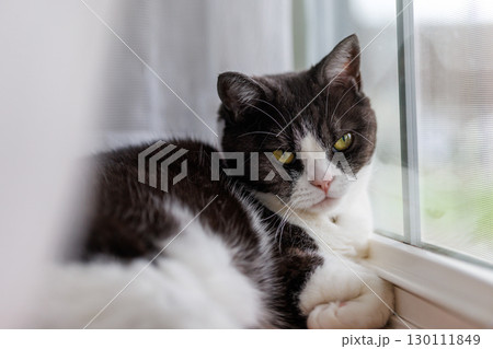 窓辺の猫 130111849