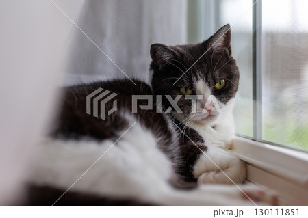 窓辺の猫 130111851