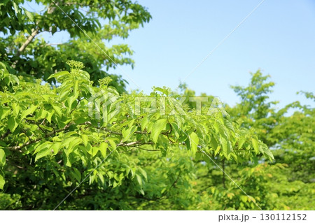 爽やか　ミズキの花 130112152