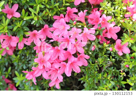 可愛い ヒラドツツジの花 可愛い ヒラドツツジの花 130112153
