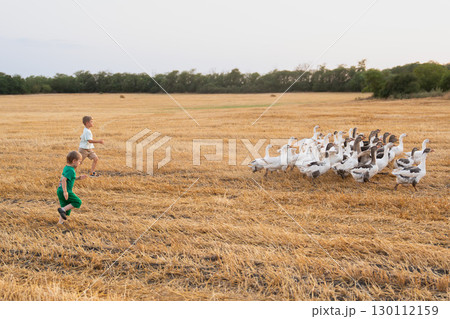 Children chasing geese through a mown wheat field in a village 130112159