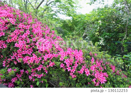 可愛い ヒラドツツジの花 可愛い ヒラドツツジの花 130112253