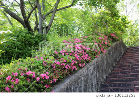 可愛い　ヒラドツツジの花 130112255