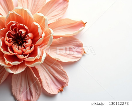Delicate Pastel Dahlia Blossom Close Up with Soft Lighting and Details 130112278