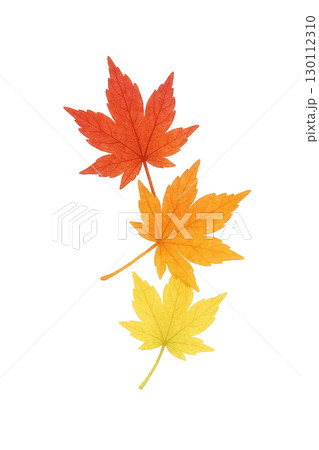 紅葉したモミジの葉セット 秋の落ち葉イラスト素材（切り抜きPNG） 130112310