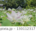 白い蓮の花 130112317